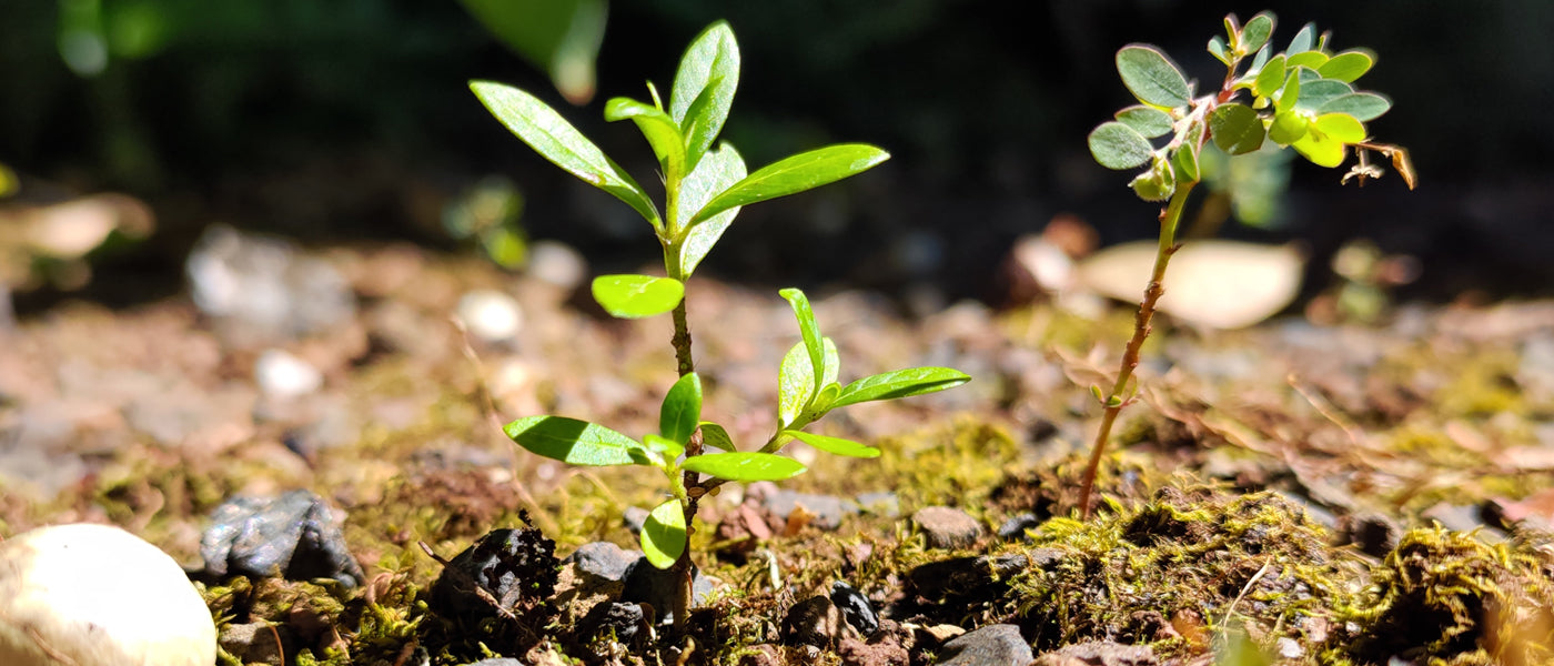How To Use Vinegar To Kill Weeds